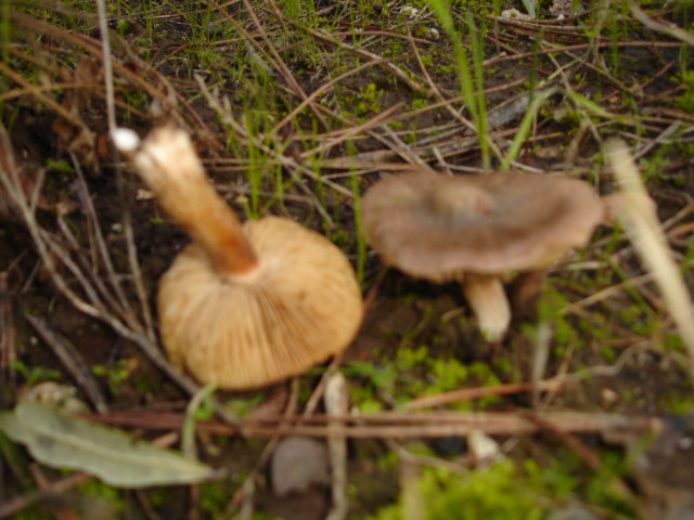 Murgia Novembre 2007-continuazione